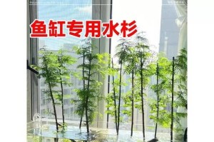 水杉是水生植物吗？（揭秘水杉的生长习性）