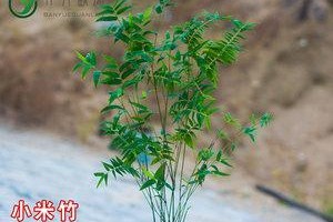 红竹水培养殖方法（简单易学的红竹水培养殖技巧）