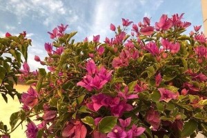 三角梅春季开花的奥秘（探究三角梅春季开花原因及养护方法）
