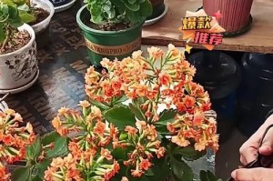 吊兰水培养护全攻略（学会正确剪下水培，让吊兰健康成长）