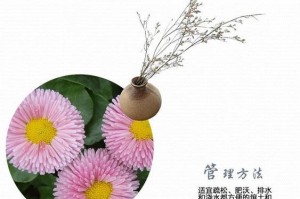 全面指导你种植雏菊，从选种到护理一一详解。（全面指导你种植雏菊，从选种到护理一一详解。）