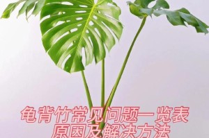 龟背竹能否晒太阳？——探究龟背竹的喜阳性
