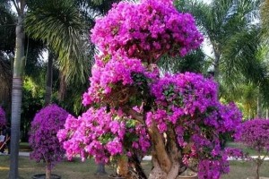 夏季养护巴西三角梅的秘诀（打造令人惊艳的夏日花园，巴西三角梅是不可或缺的）