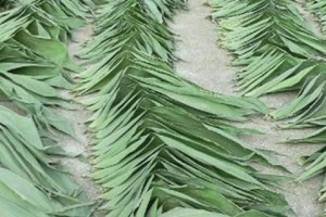 麻竹叶发黄的原因及处理方法（解决麻竹叶发黄问题，保护植物健康生长）