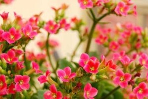李子树是喜阳还是喜阴植物？（研究表明喜阳为主，但也需要合理遮荫）