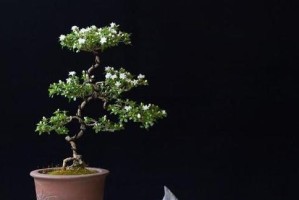 养护六月桂的秘诀（打造美丽健康的六月桂）
