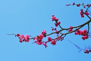 以梅花开了（四季常青，梅香芬芳）
