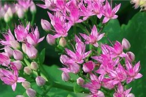 八宝花开花时间及特点（了解八宝花的花期和特点，让你更好地欣赏它）