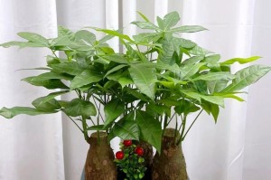 如何正确浇水大发财树（打造茂盛的大发财树，从浇水开始）