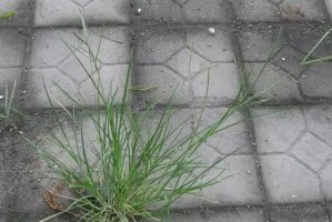 牛筋草，一种常绿植物的全面介绍（探究牛筋草的特征和生态习性）