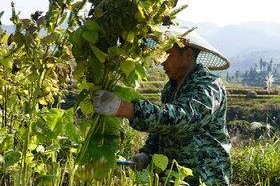 苏麻的植物分类及特点（探寻苏麻的历史渊源和药用价值）
