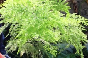 文竹的土壤选择指南（如何为文竹提供最适宜的土壤环境？）
