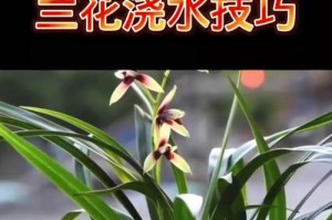 兰花淋雨的真相（揭开兰花淋雨的神秘面纱，让你彻底了解它的养护要点）