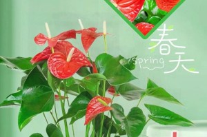 白红掌花的寓意与象征意义（探究白红掌花的文化内涵与传统象征）