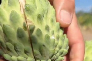 南方种植释迦果的方法和注意事项（从选苗到收成，这里为您详细解析）