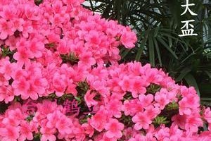 东洋杜鹃——寒冬里的花海
