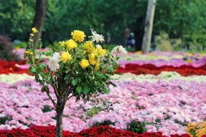 菊花嫁接的方法和注意事项（菊花品种改良，提高观赏价值）