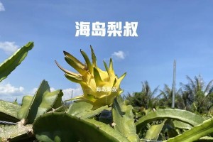 如何促进火龙果开花？（人工催花技巧大揭秘，让你的火龙果开满花园。）