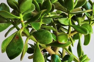 扦插后如何成功移植玉树（关键步骤与技巧分享）