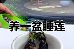 如何促使睡莲开花（关键步骤与技巧）
