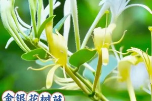 金银花和黄花菜的区别与相似点