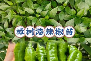 如何科学浇水养护辣椒苗（正确浇水是养护辣椒苗的关键）