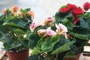 为什么长春花不开花？（探究长春花不开花的原因和解决方法）