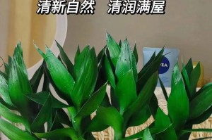 水培观音竹的养殖方法和注意事项（打造绿色空间竹林里的清风雅致）