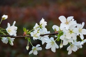 红叶李花的鲜艳之美（探寻红叶李花的神秘色彩）