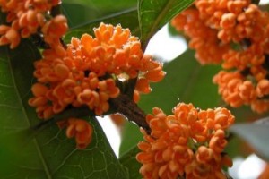 选购最佳品种的桂花，哪种最适合？（桂花品种介绍及如何选择）
