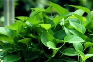 寒冬之中，以缘萝怎么过冬（过冬小技巧分享）
