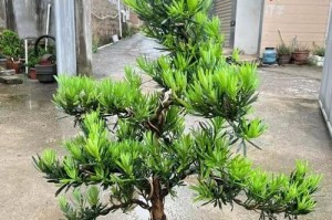 罗汉松最适合种植的土壤类型（从土壤类型、肥料、湿度等方面探讨罗汉松的栽培要点）
