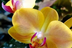 如何正确浇水养护蝴蝶兰？（春夏秋冬需注意的浇水时间和方法）
