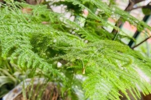 文竹可以用土养吗？（探讨文竹的土壤需求和养护技巧）