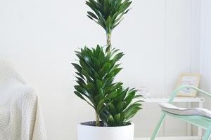 澳洲杉的水养秘籍（学会正确的浇水方式让你的澳洲杉茁壮成长）