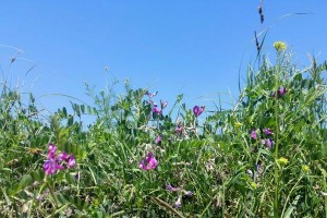 炮仗花根系的奥秘（探究其发达的原因及生态作用）