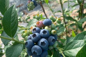 蓝莓是多年生植物（了解蓝莓的生长周期和优势）