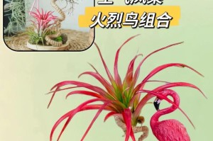 如何养护空气凤梨？（室内凤梨养护指南）