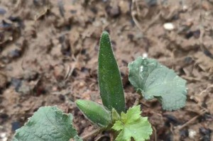 黄秋葵的种植与管理（种植时间、土壤、水肥管理、病虫害防治、收获与储藏等详细指南）