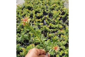 罗汉松的嫁接种植技巧（选择适合的主干树种，打造独特风格的盆景）