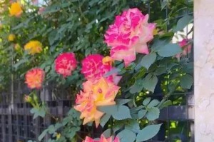 藤彩虹月季开花特点揭秘（藤彩虹月季一年开几次花？详解开花期和护理技巧）