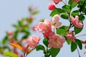 海棠花的花期及其魅力（探秘海棠花绚烂的生命之花，花期长短取决于这一因素）