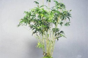打造旺盛生长的凤尾竹（从土壤到日光灯，养护技巧一网打尽）