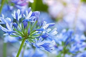百子莲是否能在冬天存活？（冬天会不会冻死百子莲？）