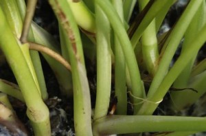 绿萝不是双子叶植物，她属于哪个大家族？（揭秘绿萝的分类及其特征，科普你所不知道的绿萝知识）