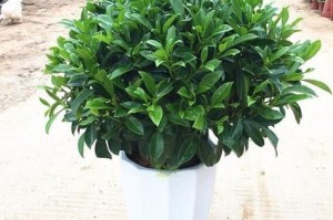 非洲茉莉的种植技巧（让你的非洲茉莉更旺盛生长）