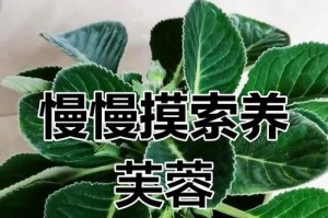 以芙蓉花为主题的养护指南（打造绚丽花园，让芙蓉花绽放自信之美）