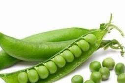豌豆种子可以食用吗？（发现豌豆种子的食用价值与注意事项）