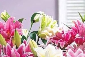 百合花香有毒吗？——解密百合花的毒性（百合花毒性解析及常见误区）