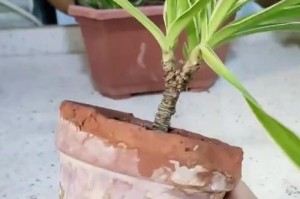 如何正确浇水新移植的吊兰（关键步骤和注意事项助你成功养护新移植的吊兰）
